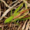 Short-winged Green Grasshopper