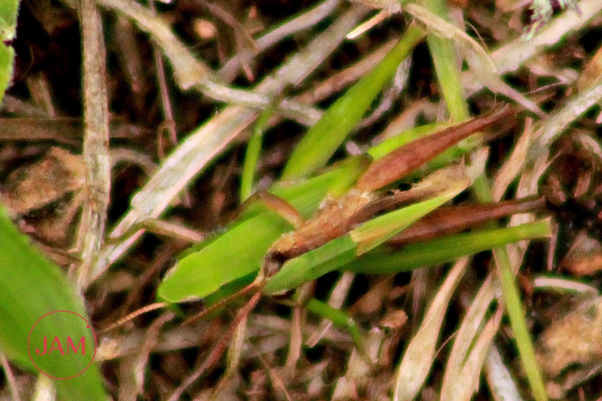 Short-winged Green Grasshopper