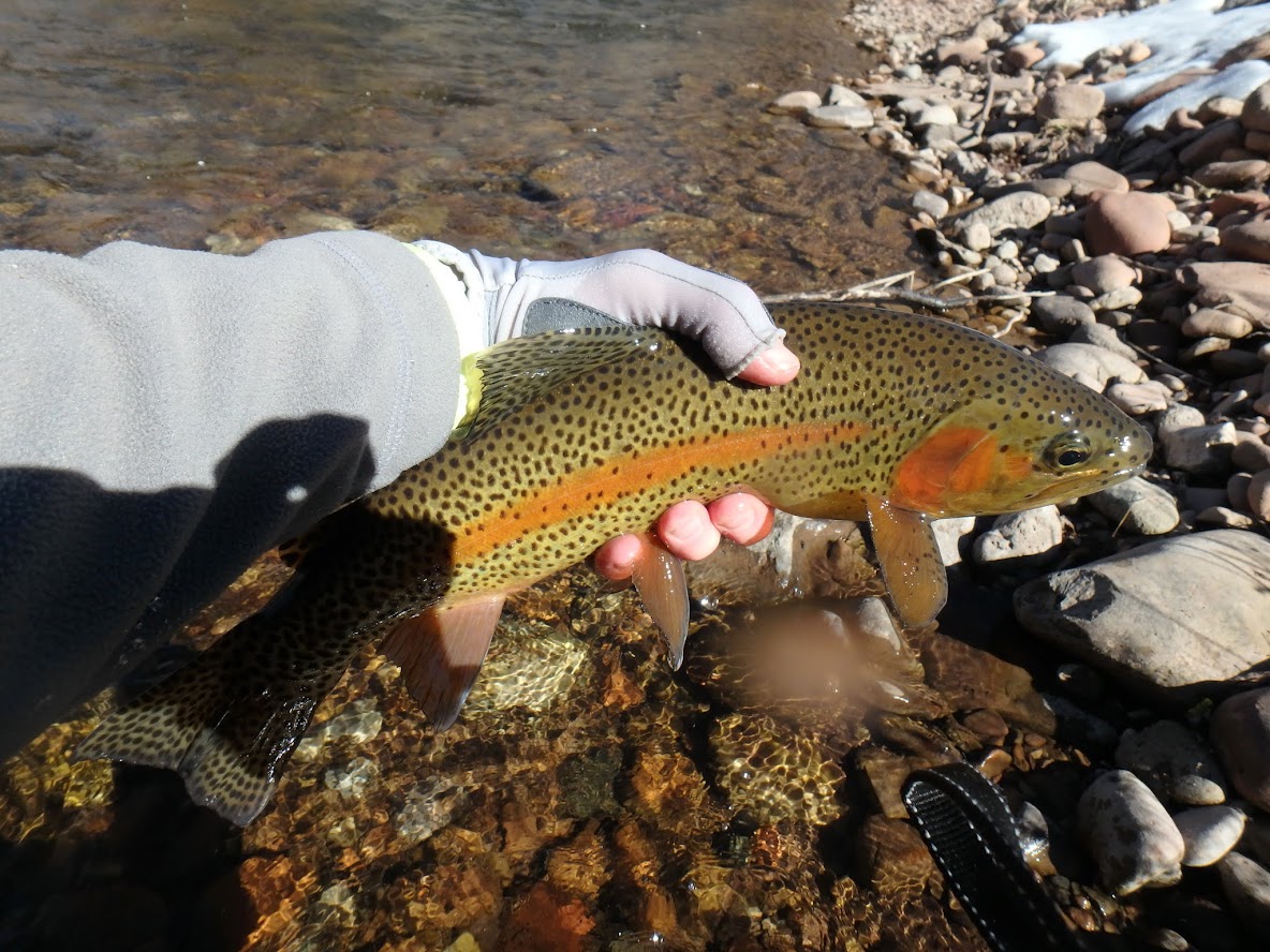 Brush Creek  Dave Weller's Fly Fishing Blog