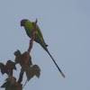 Plum-headed Parakeet (male)