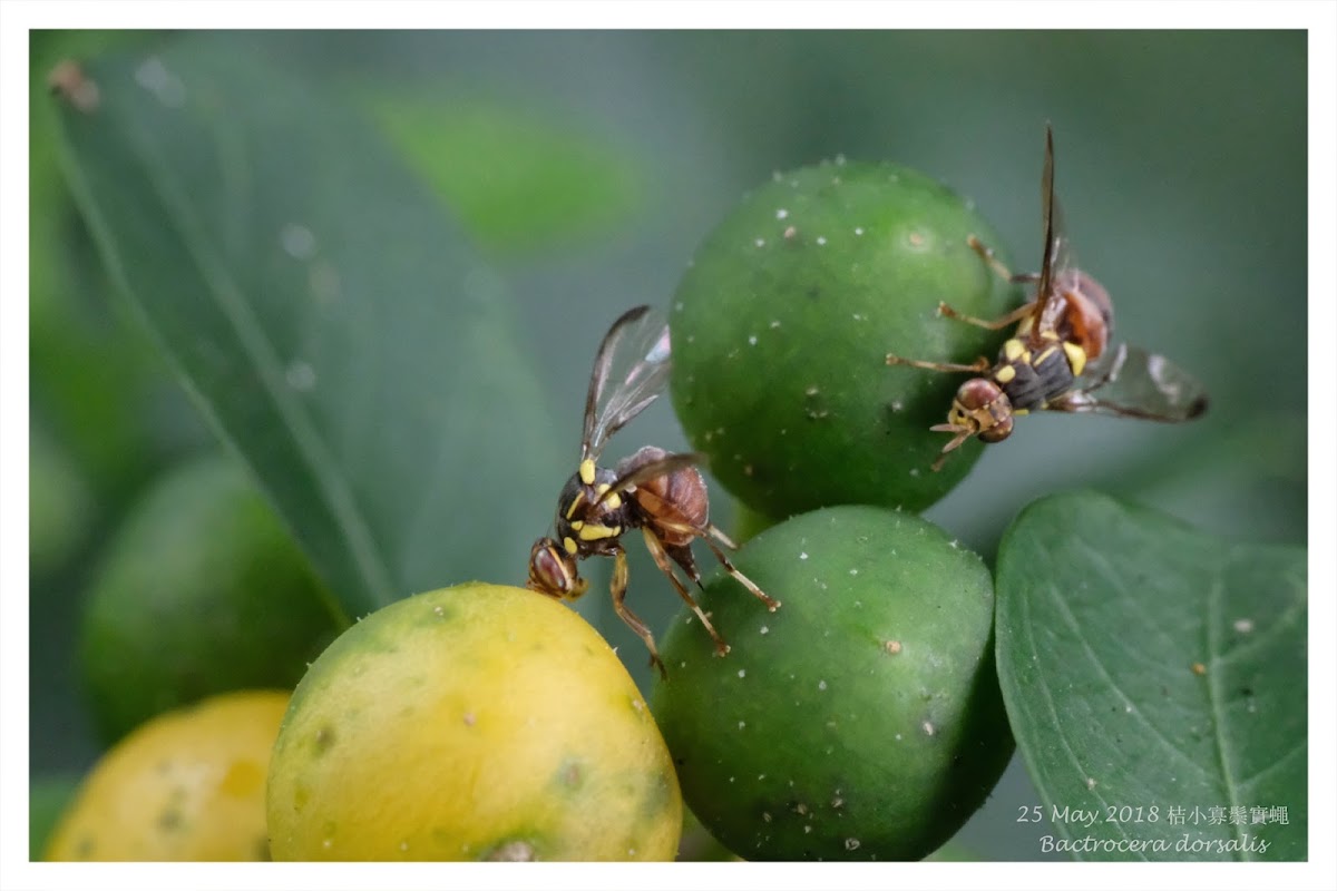 Bactrocera dorsalis 桔小寡鬃實蠅