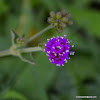 Punarnava, red spiderling, spreading hogweed,or tarvine