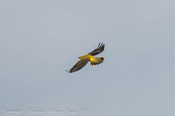 Golden Oriole; Oropéndula