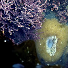 Dinoflagellate and giant green anemone