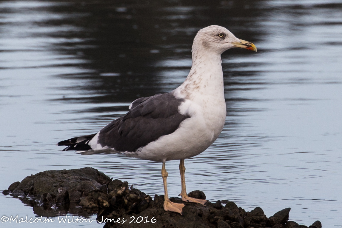 Lesser Black-backed Gull