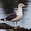 Lesser Black-backed Gull