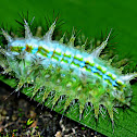 CATERPILLAR