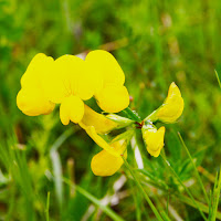  yellow clover di 