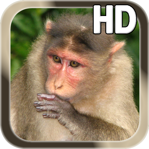 Крутая обезьяна. Мартышка скрин. Скриншоты обезьян. Безумная обезьяна. Обои обезьяны для андроид.