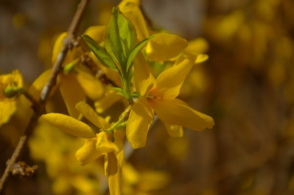 Tiepido profumo di primavera di simonabz