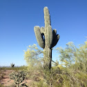 Sagauro Cactus and Palo Verde Tree