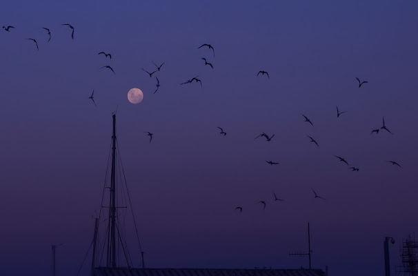 Danza alla Luna di AntoMarPh