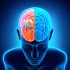 IQ Test & Brain Training1.6