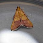 Pyralid Moth