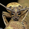 Longhorn Beetle