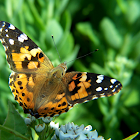 Painted Lady