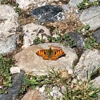 Una farfalla pellegrina di aganugi