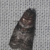 Sweetgum Leafroller Moth