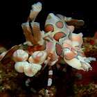 Harlequin Shrimp