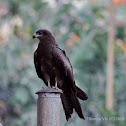 Black Kite