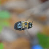 Eastern carpenter bee