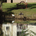 Great Egret and Male Anhinga