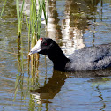 American Coot