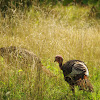 Wild turkey