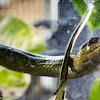 Red-tailed Racer Snake