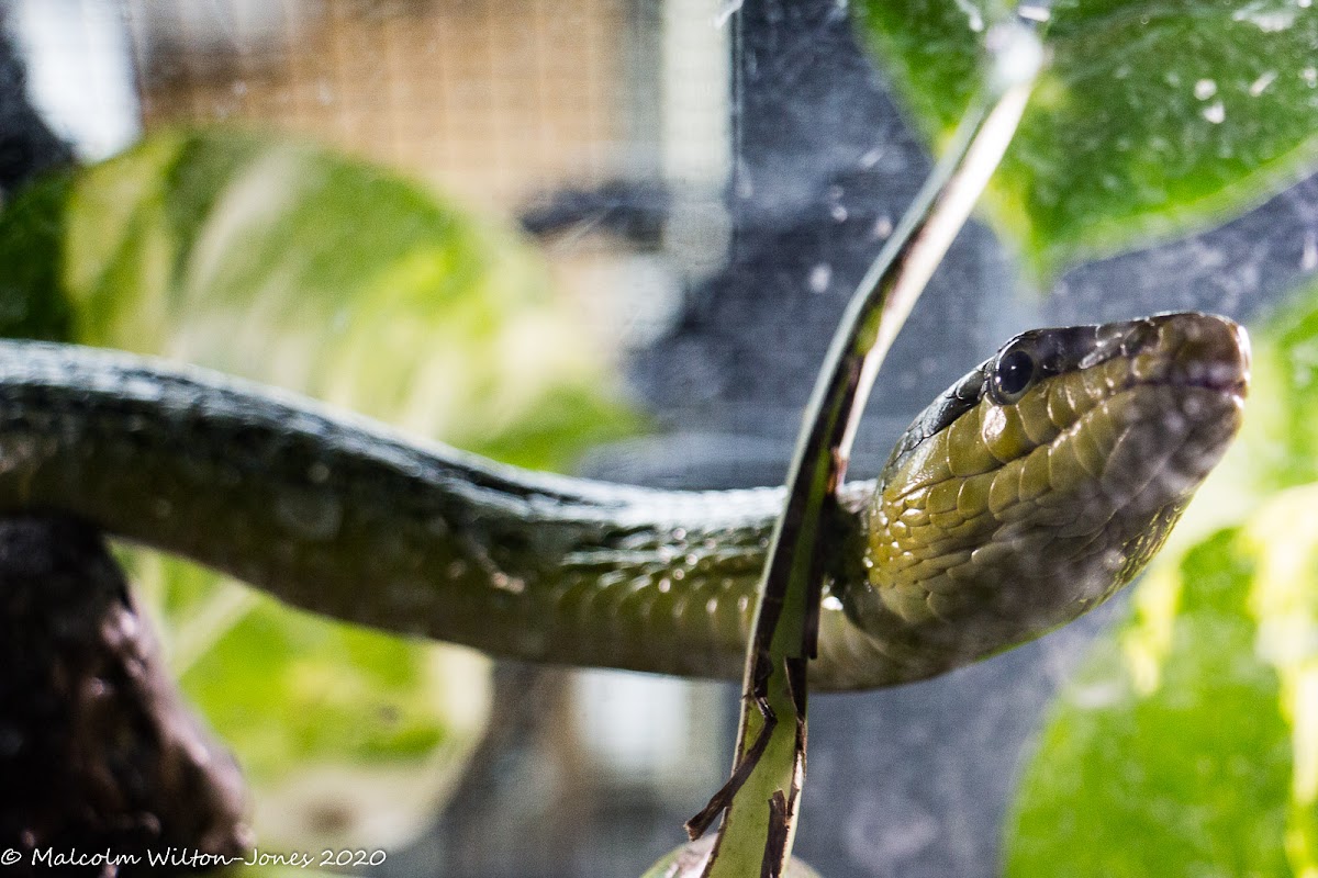 Red-tailed Racer Snake