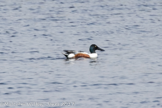 Shoveler; Pato Cuchara