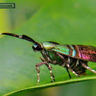 Metalmark Moth