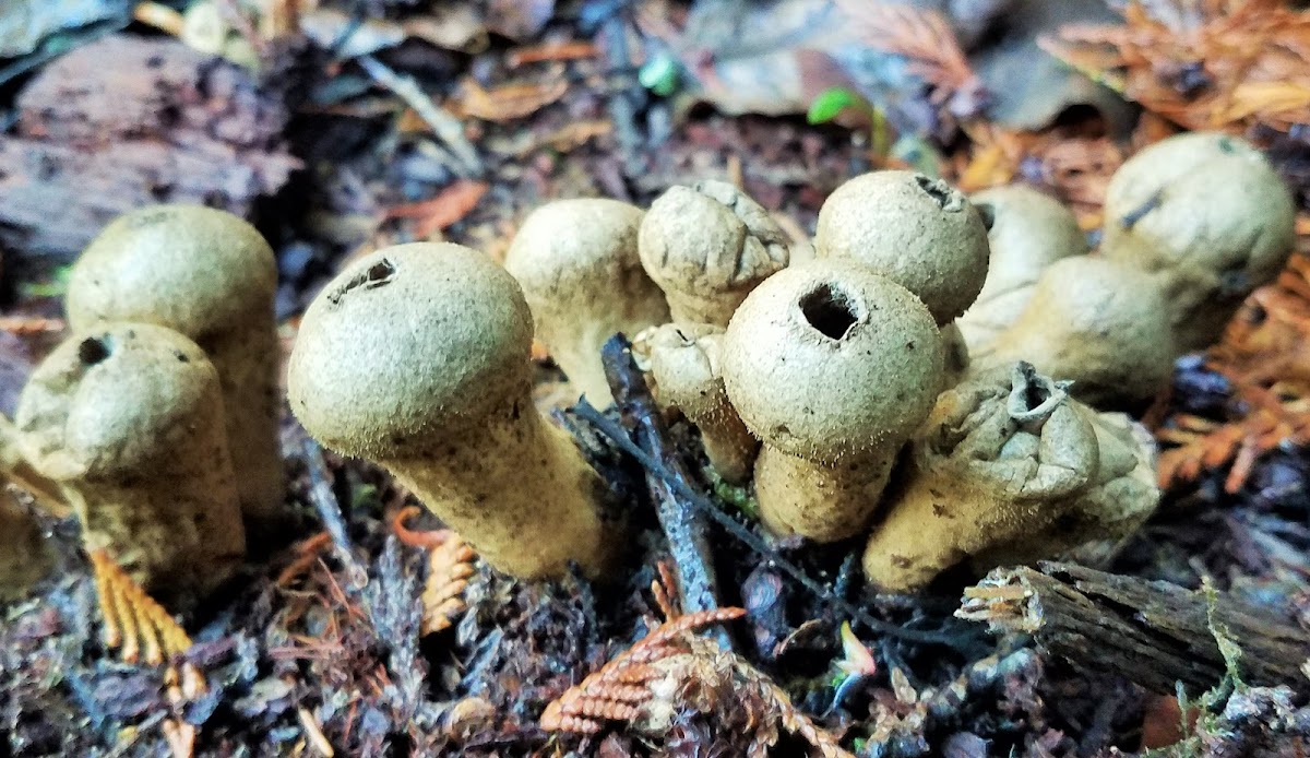 Stump puffball