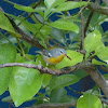 Northern parula warbler