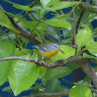Northern parula warbler