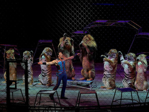 Big cat trainer Alexander Lacey performs during a show on the last day of the Ringling Bros. and Barnum & Bailey circus at Nassau Coliseum in Uniondale, New York, May 21, 2017. /REUTERS