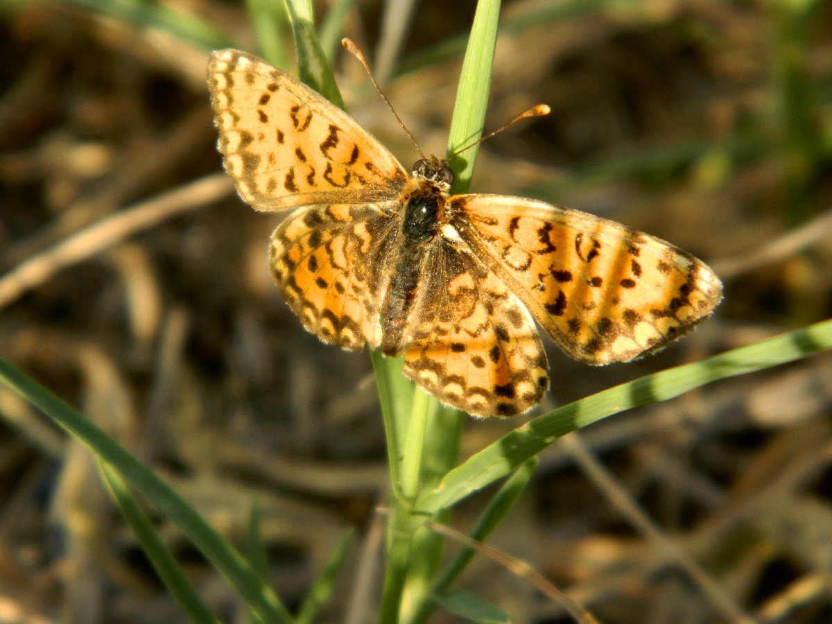 Lesser spotted fritillary