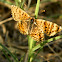 Lesser spotted fritillary