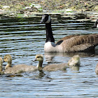 Canada geese