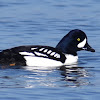 Barrow's goldeneye (male)