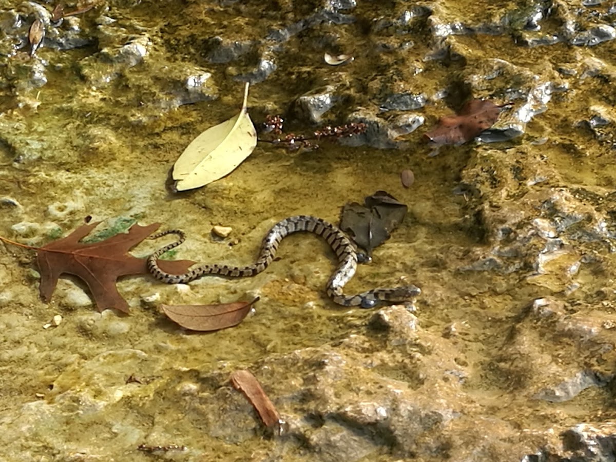 Diamondback water snake