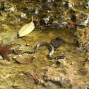 Diamondback water snake