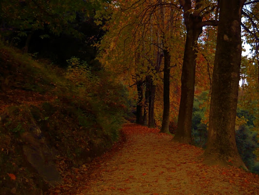 Parco della Burcina di milenacaccavo