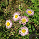 Fleabane