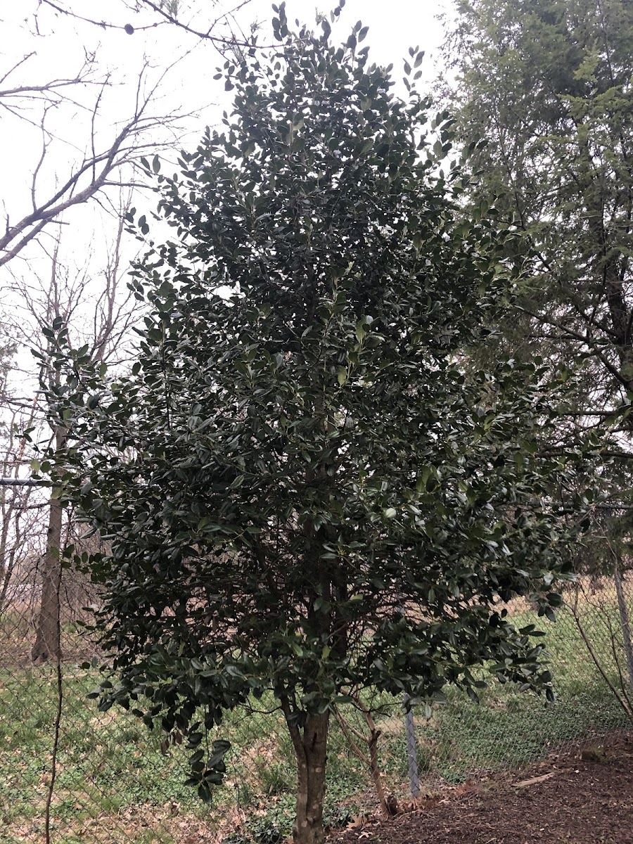 Flowering dogwood