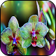 Download Orchid wallpapers For PC Windows and Mac 7.1.1