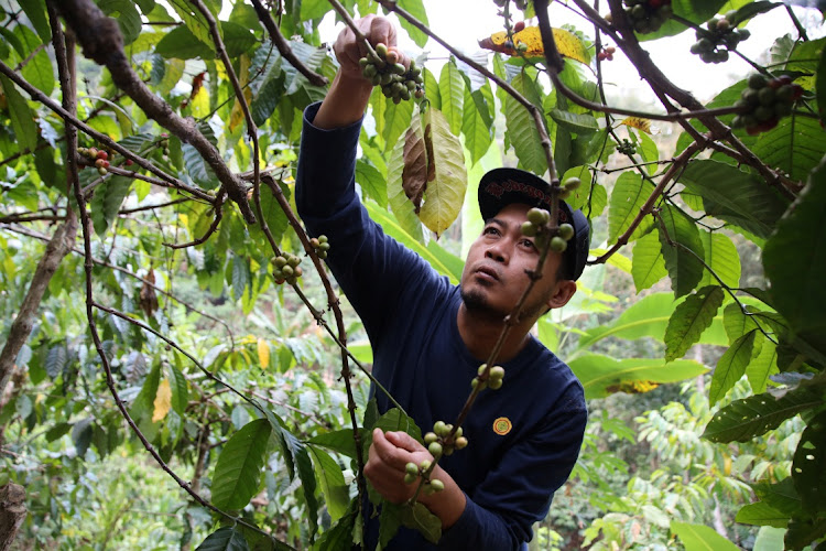 Taupik Rismawan, a 37-year-old farmer, picks coffee fruits at his plantation in Sumedang, West Java, Indonesia on August 2 2023. Picture: REUTERS/Yuddy Cahya Budiman