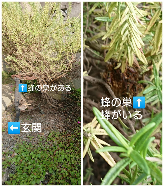 すがおさんが投稿したカスタム事例の投稿画像1枚目
