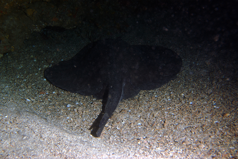 Round stingray