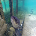 Black long fin eel